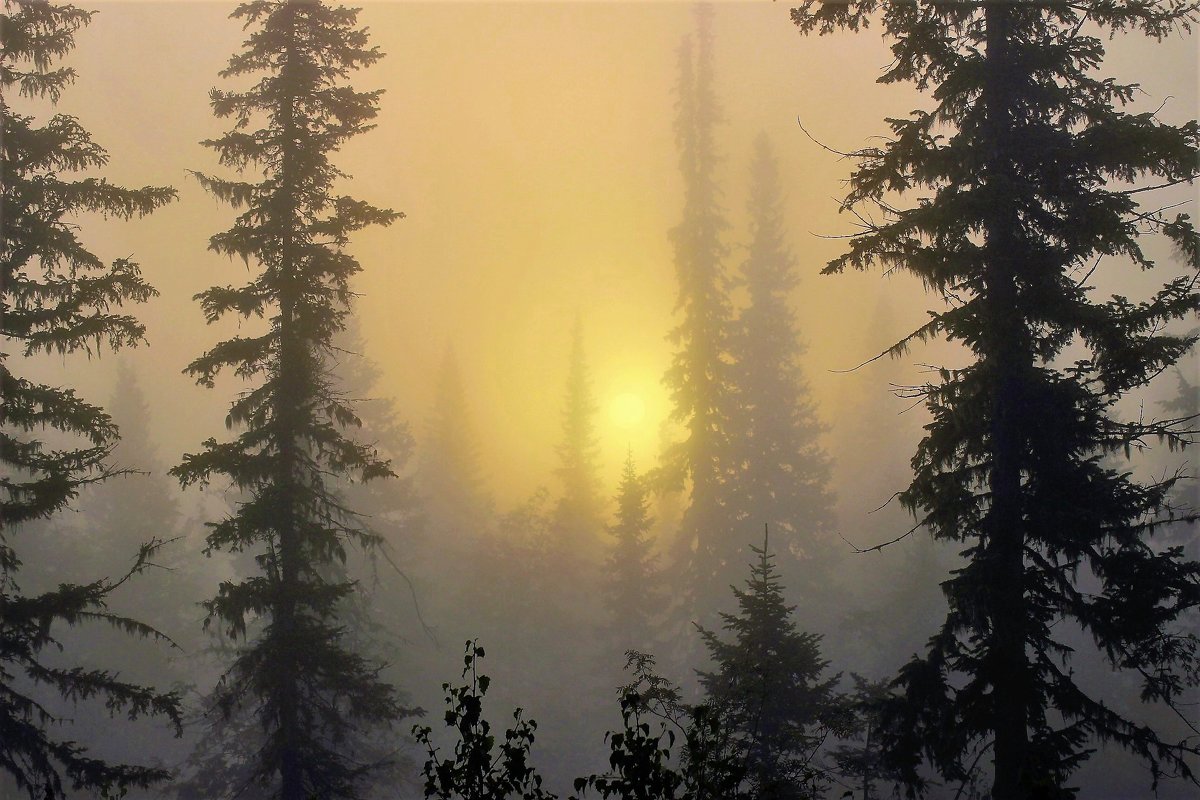 Восход в тумане - Сергей Чиняев 