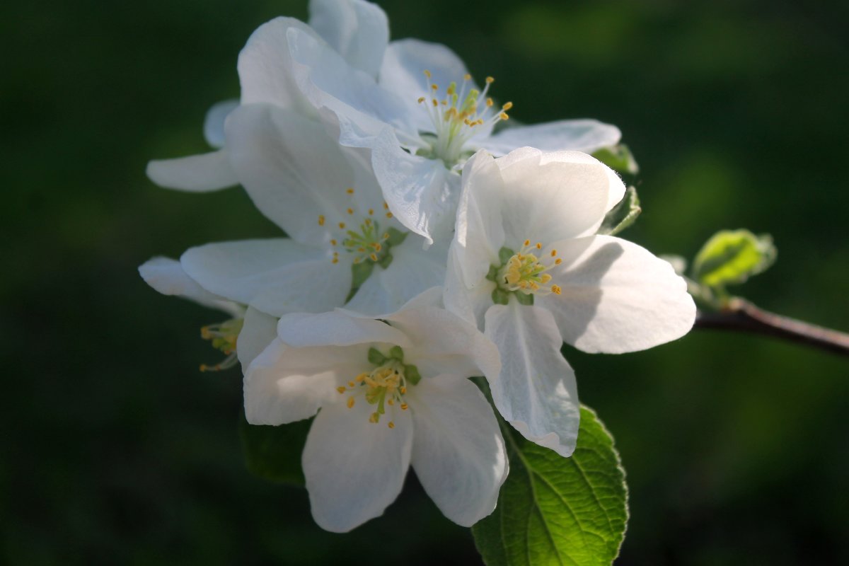 яблони в цвету - Горкун Ольга Николаевна 