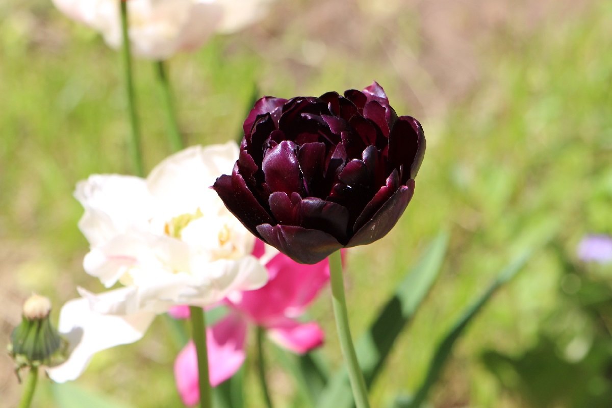 Тюльпанов майское цветение - Надежд@ Шавенкова