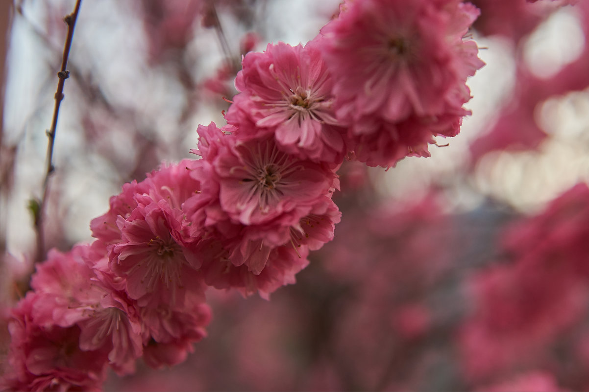 spring blossom - Ирина Секачева