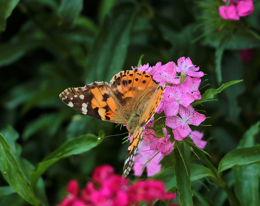 Цветы и бабочки - Светлана 