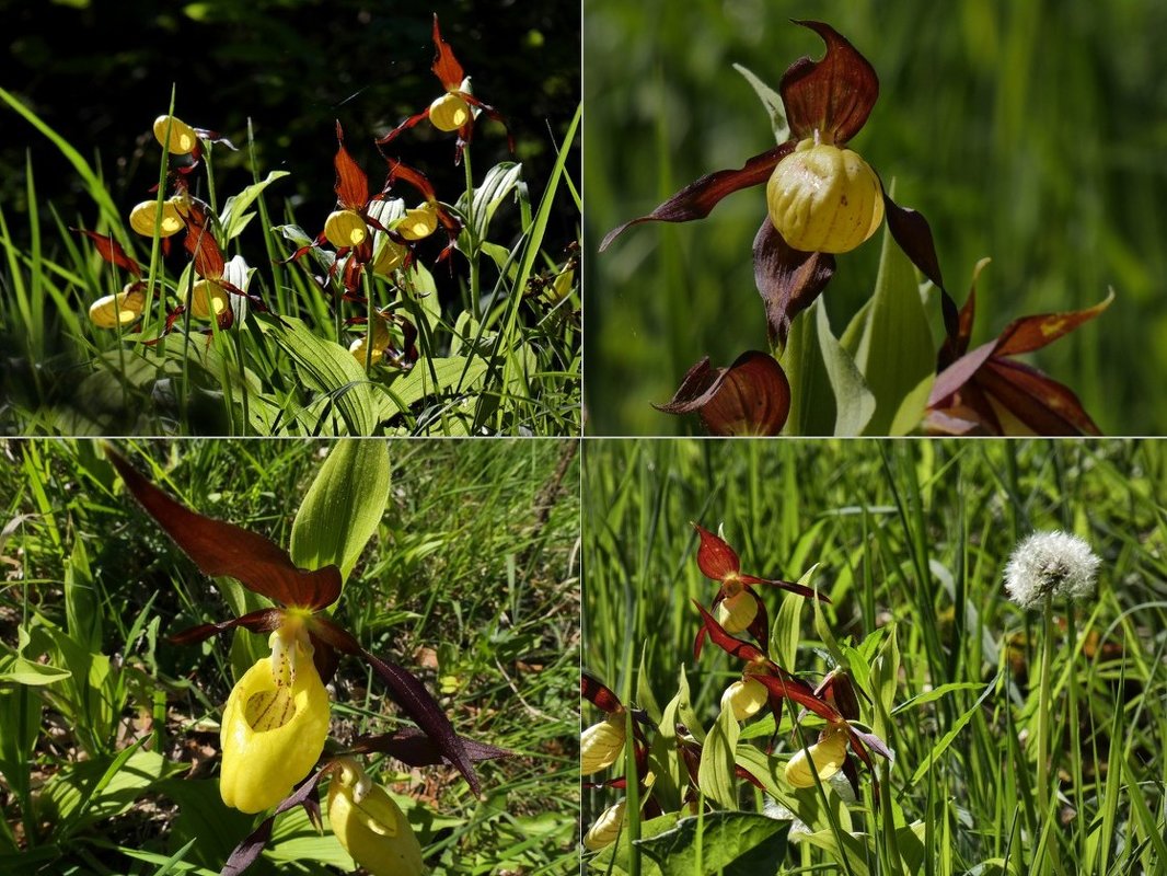 Cypripedium calceolus - Heinz Thorns