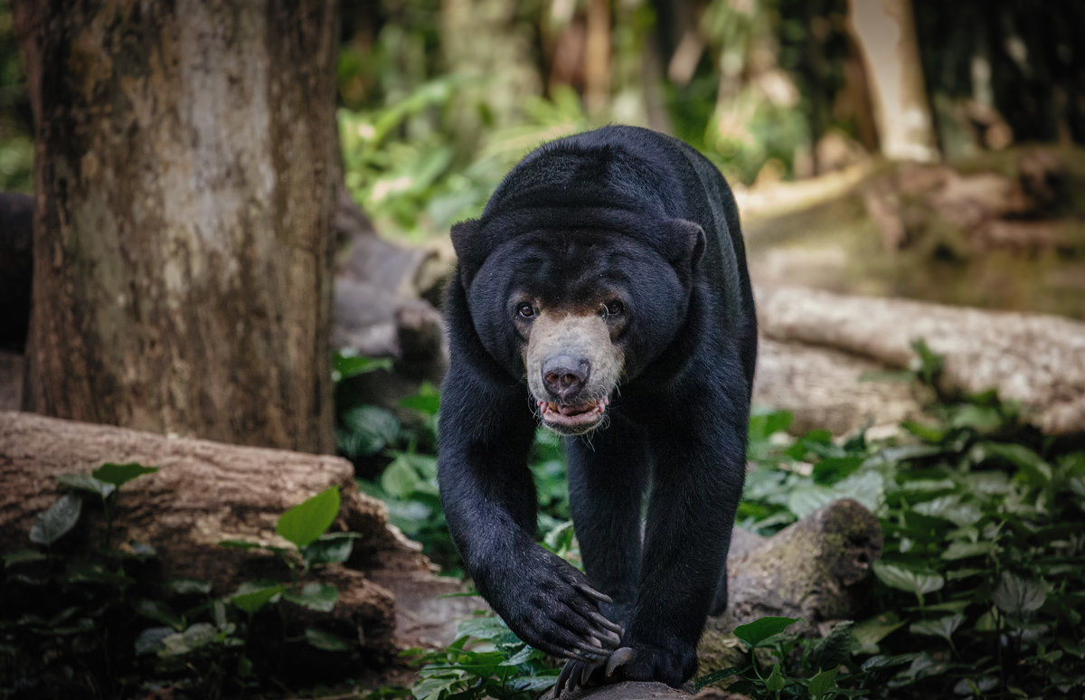 Бируанг, или Малайский медведь, или Солнечный медведь,или медведь собака! - Александр Вивчарик