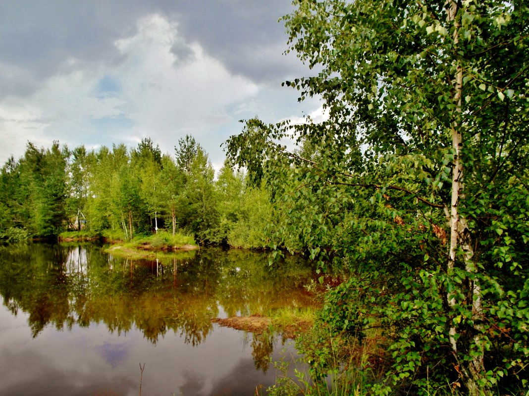 лесной пруд - Владимир 