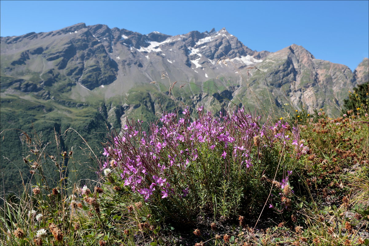 Высокогорная флора альпийского Приэльбрусья. - Александр Алексеенко