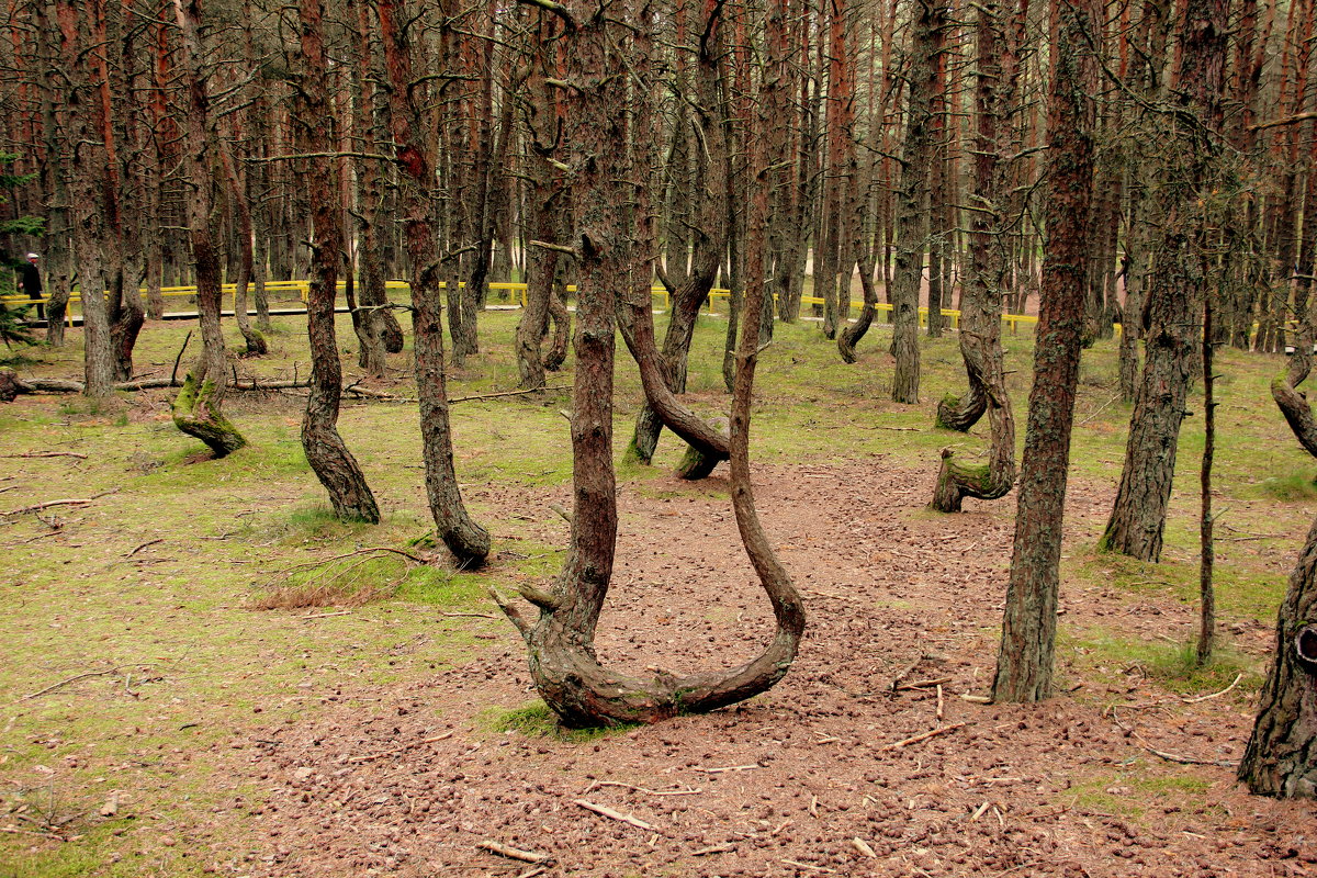 танцующий лес - Ольга 
