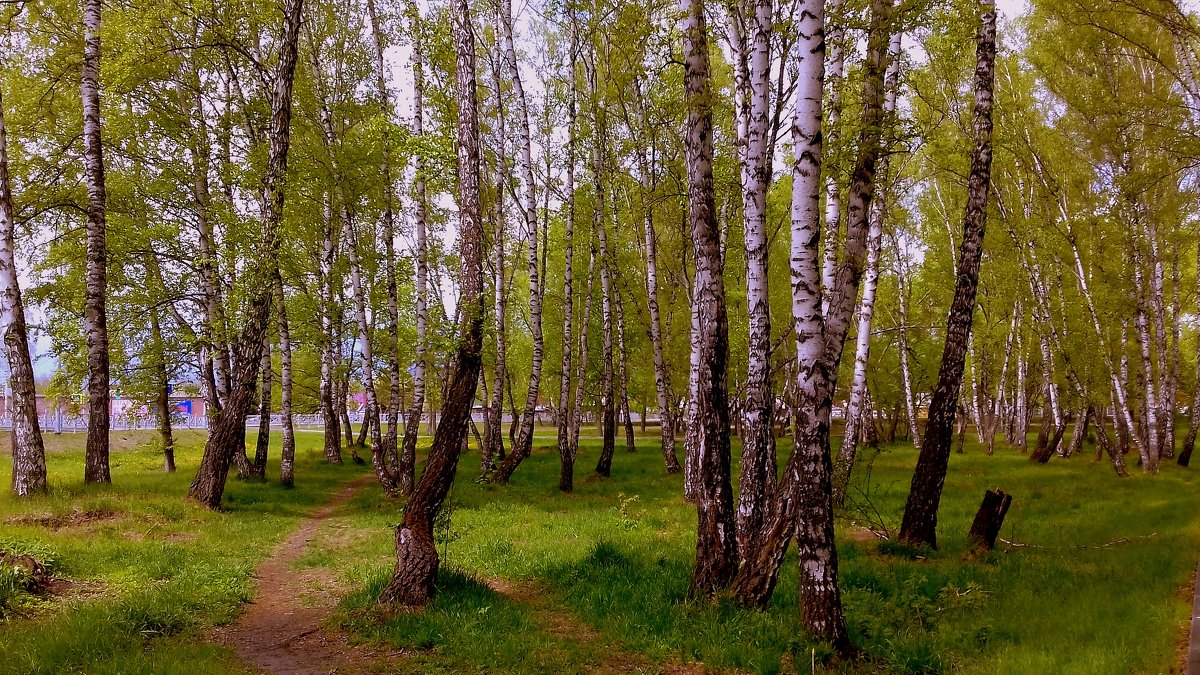 В берёзовой роще май . - Мила Бовкун