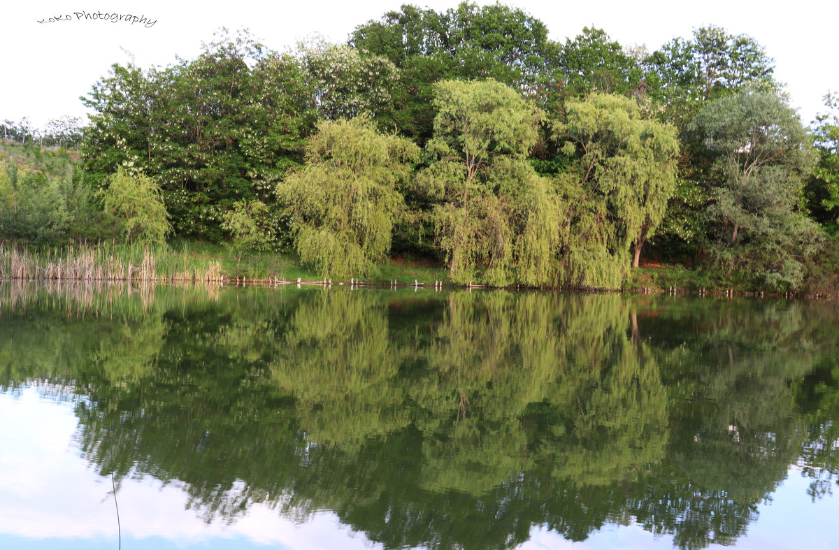 Mirror on lake - Nikola Ivanovski