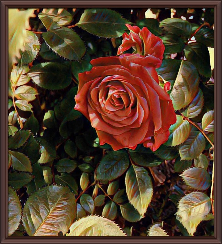 Картина «Майская роза» - Владимир Бровко