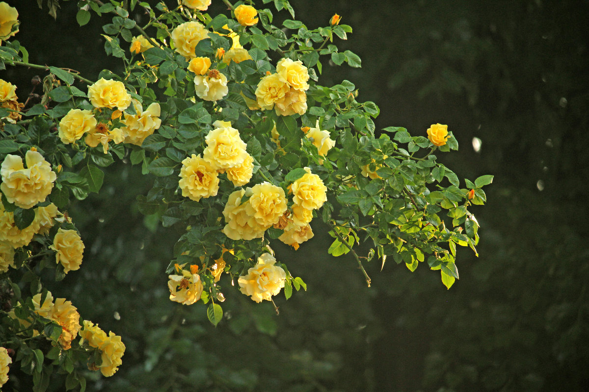 Жёлтые розы. - barsuk lesnoi