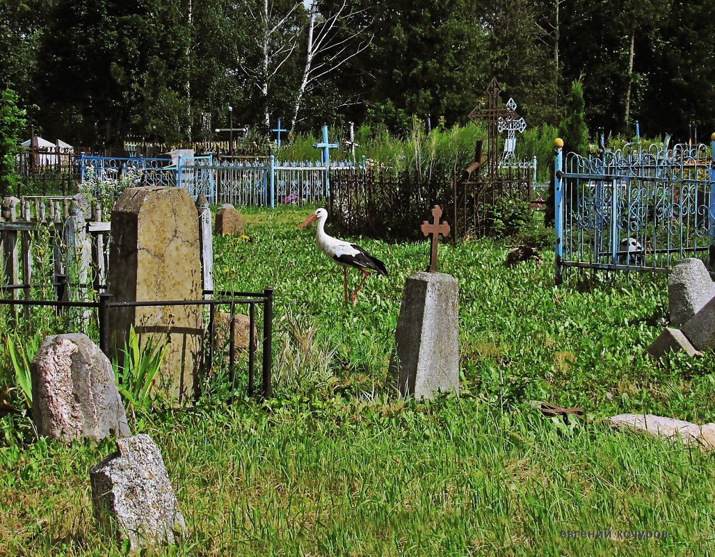 Старое кладбище - Евгений Кочуров