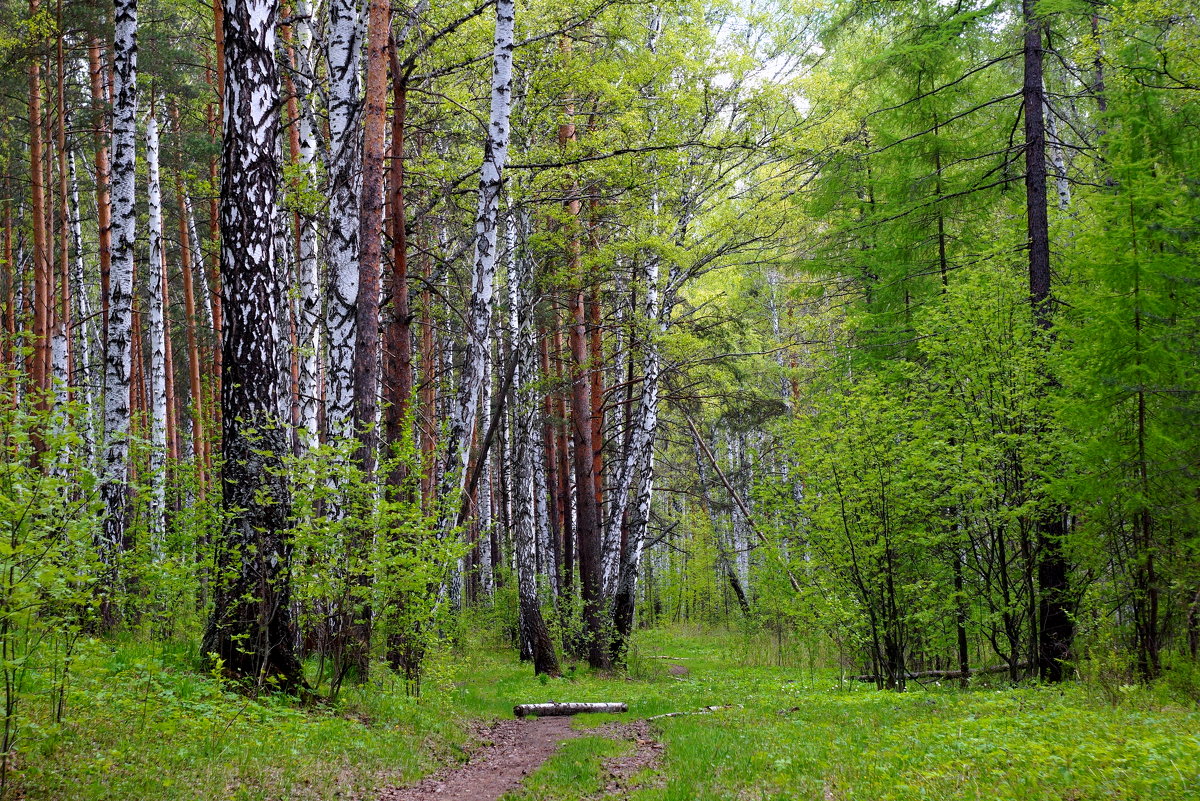 В весеннем лесу... - Анна Суханова