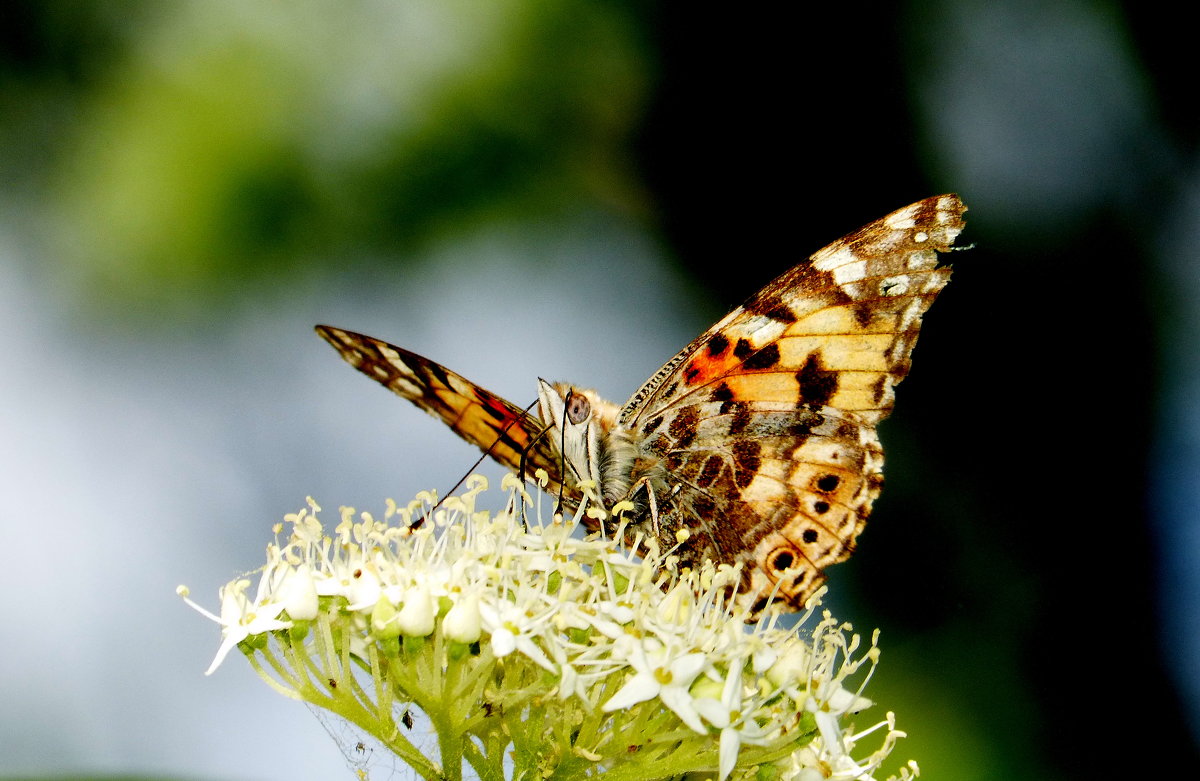 бабочки майского луга 5 - Александр Прокудин