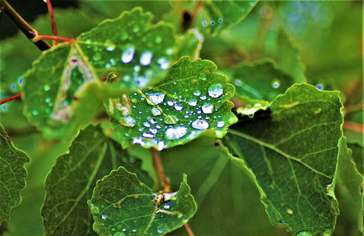Капли дождя на осиновых листьях - Сергей Чиняев 