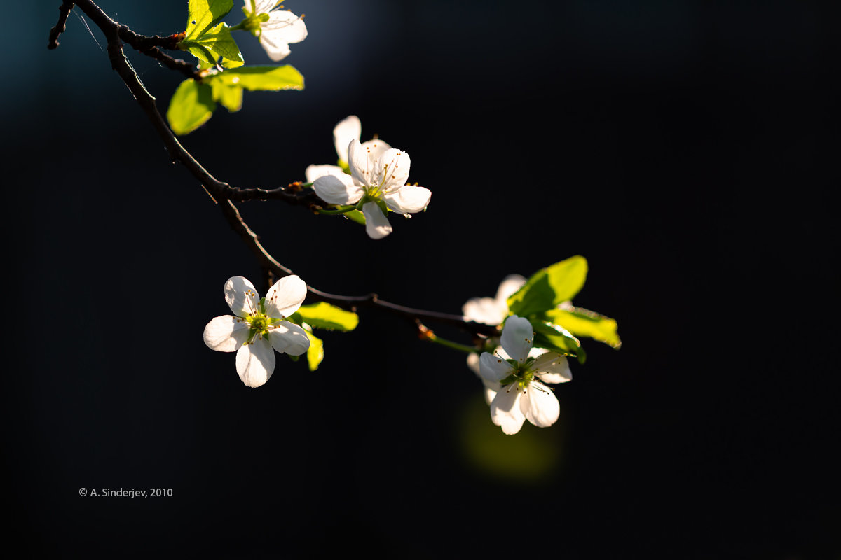 Цветы вишни в солнечном свете - Александр Синдерёв