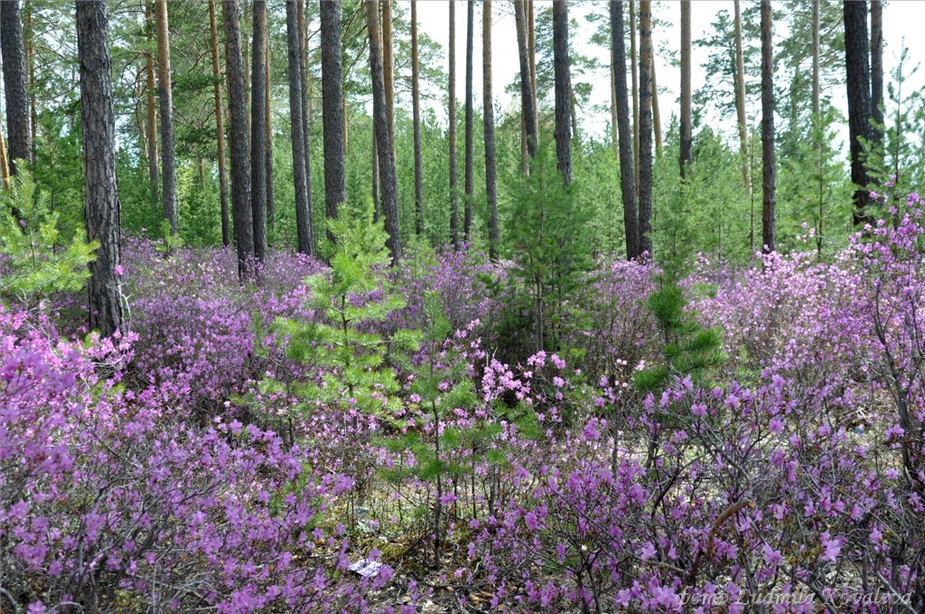 Багульник цветет - Людмила Ковалева