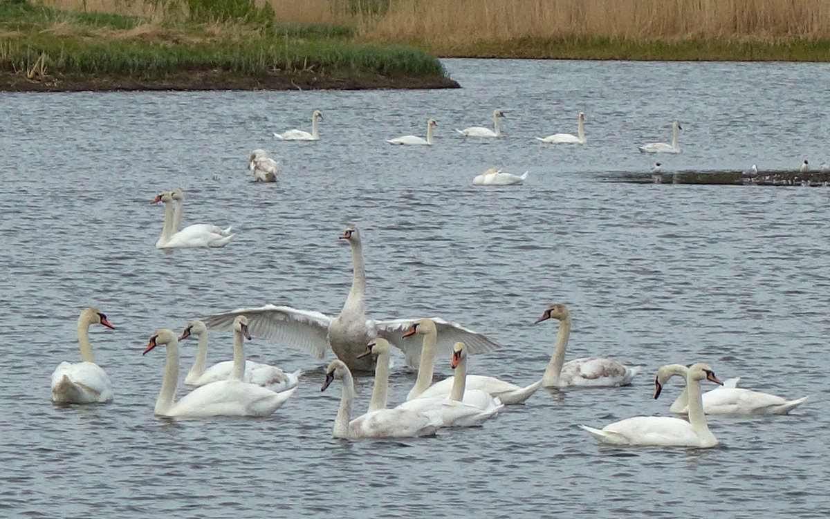 Лебеди-шипуны на озере - Алексей Сметкин
