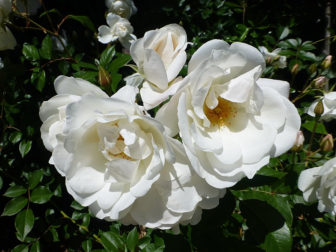 Белые розы - Лидия Бусурина
