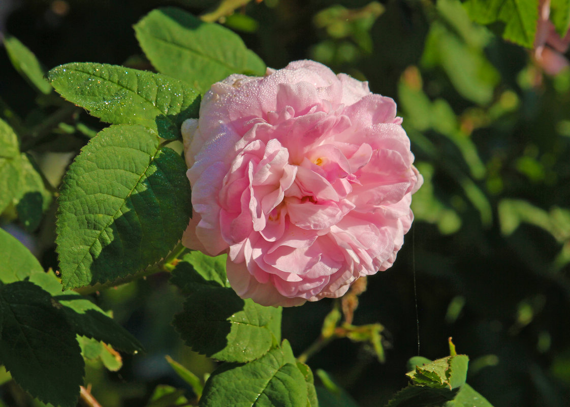 Роза душистая, или Роза чайная - barsuk lesnoi