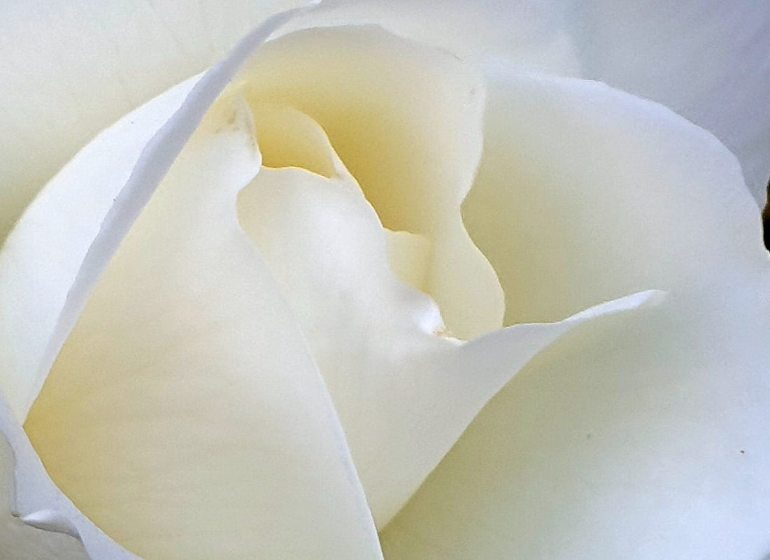 Мир белой розы - Александр Скамо