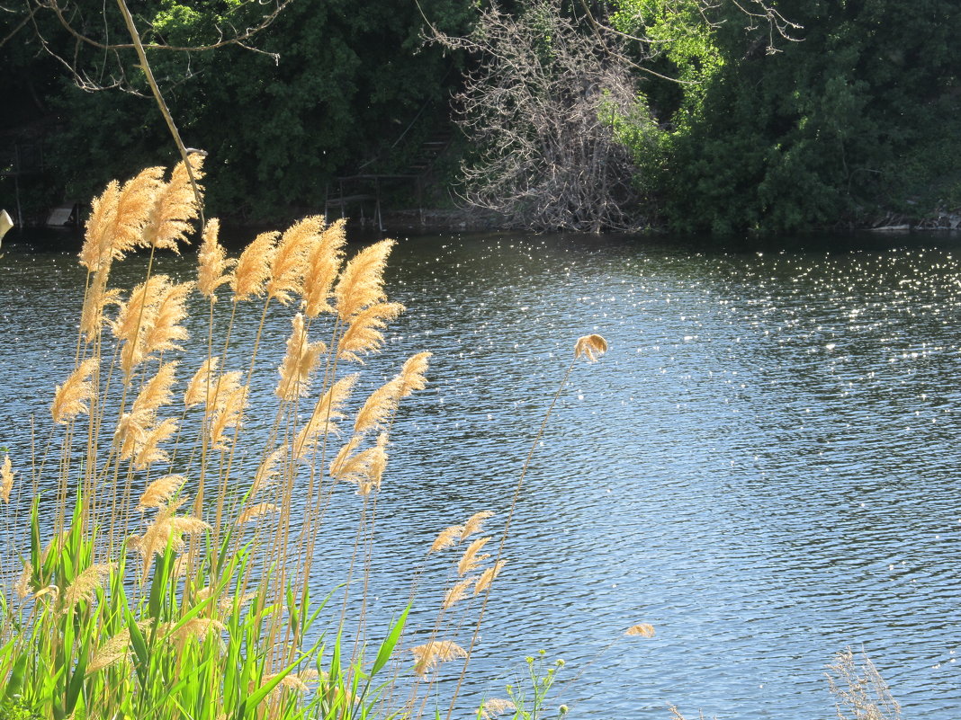 лето в городе - Елена Шаламова