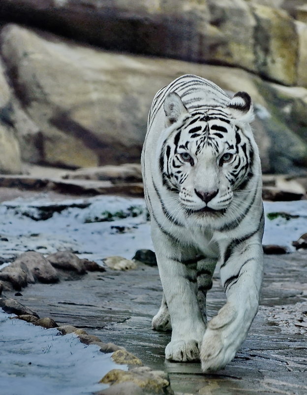 Белый тигр. - Сергей Дружаев