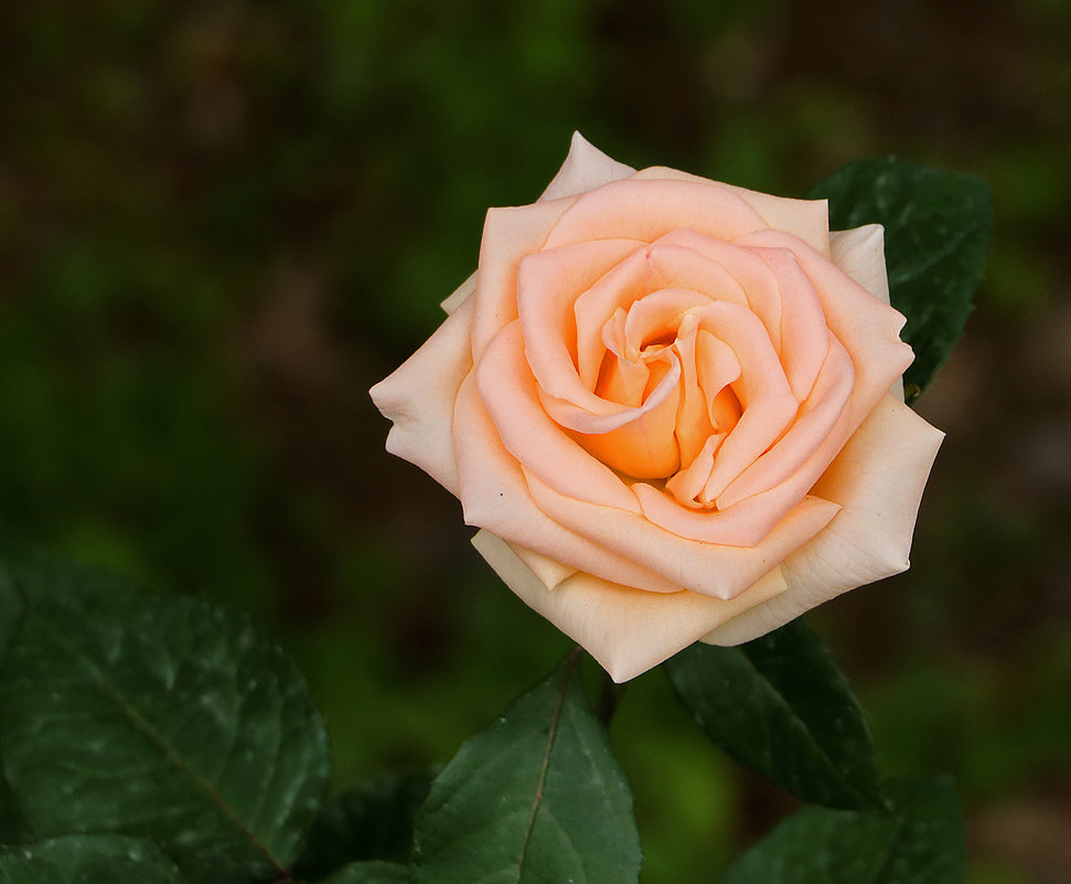 Майская роза - Светлана 
