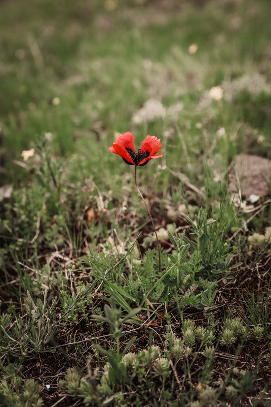 Papaver - Arshak Badalyan