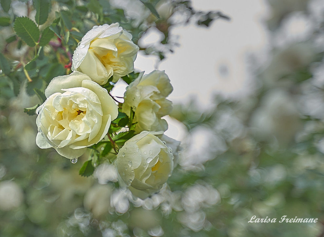 Белый шиповник ( роза) - Larisa Freimane