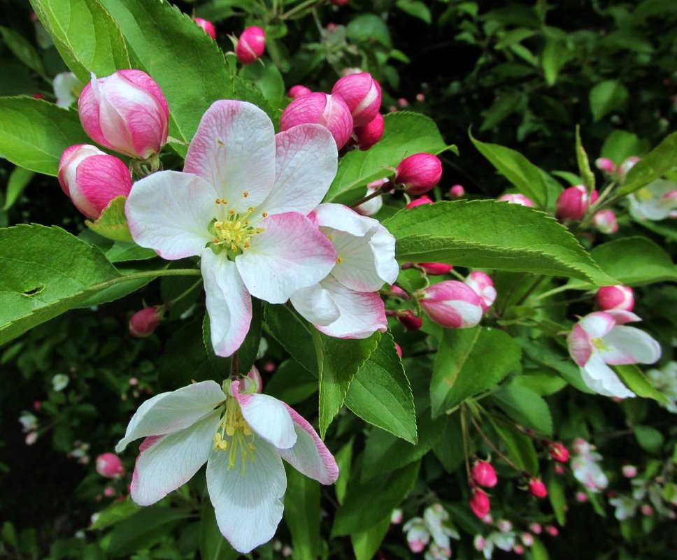 Цветы яблони - Leonid Tabakov