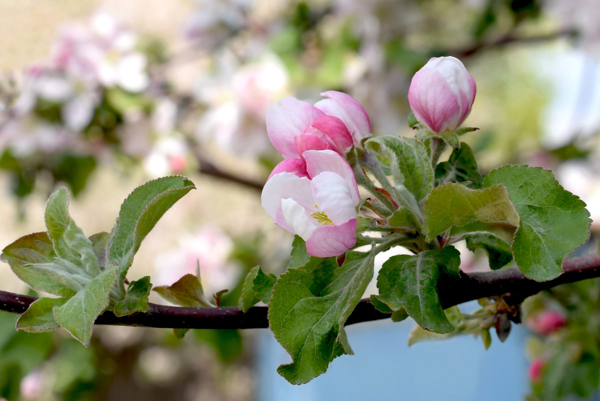цветы яблони - татьяна 