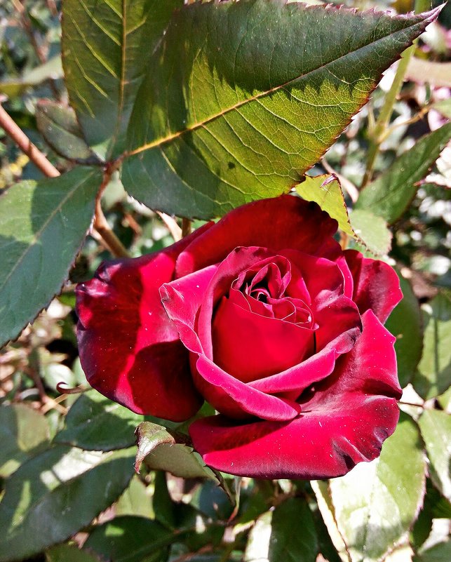 Пурпурная роза - Владимир Бровко