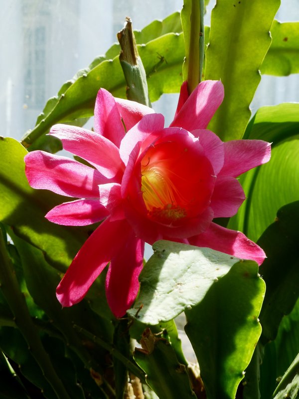 Цветок кактуса - Лидия Бусурина
