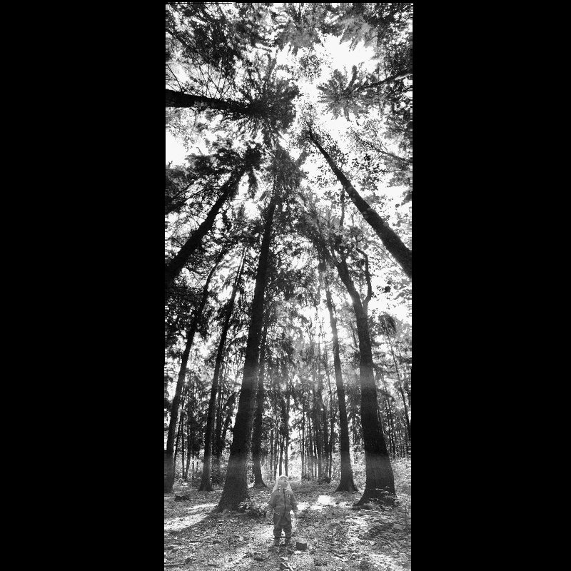 Прогулка в лесопарке - Дмитрий Шишкин