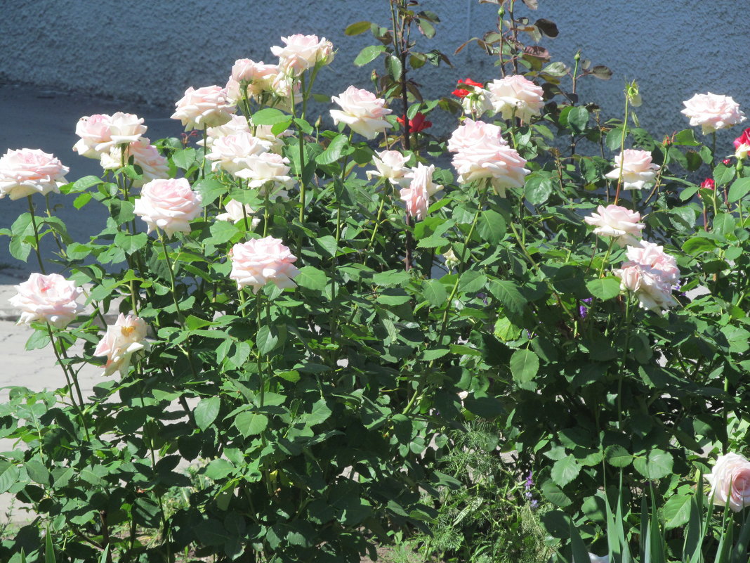 Кустарник белые розы, с розовым оттенком. - Нина Акарцева 