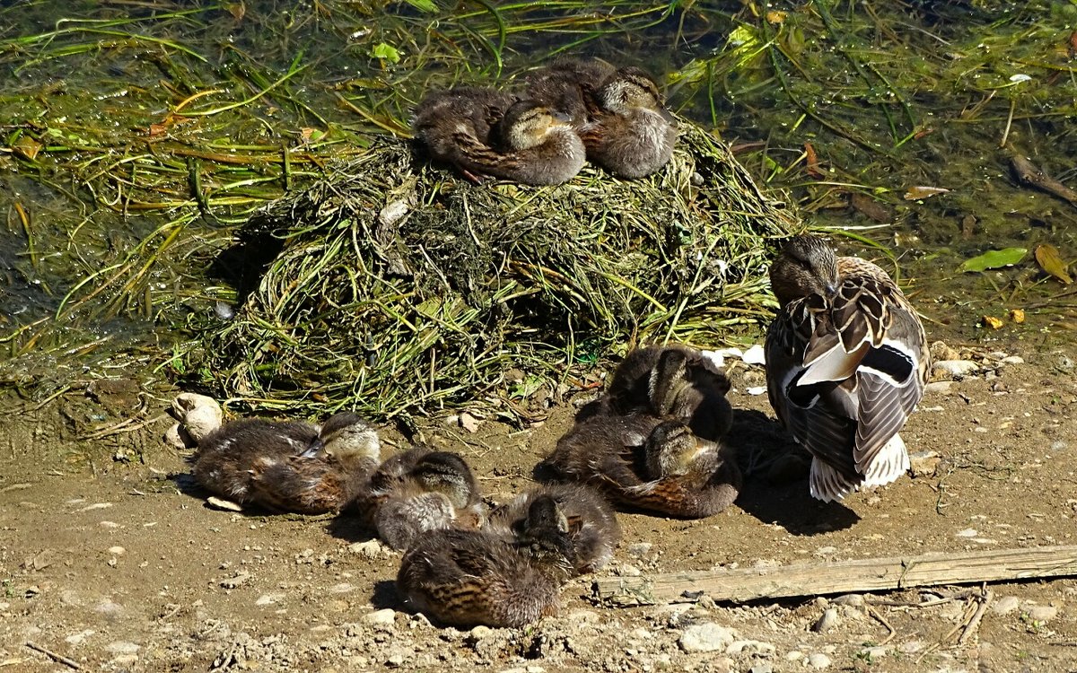 Утиный выводок на городском водоёме. - Милешкин Владимир Алексеевич 