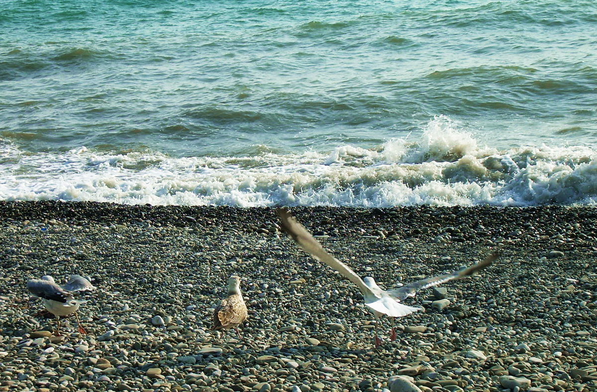 Море и чайки - Татьяна Р 