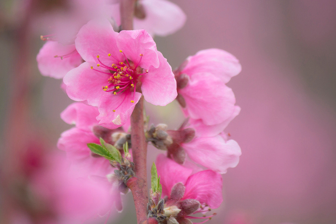 Розовая весна. - Svetlana Sneg