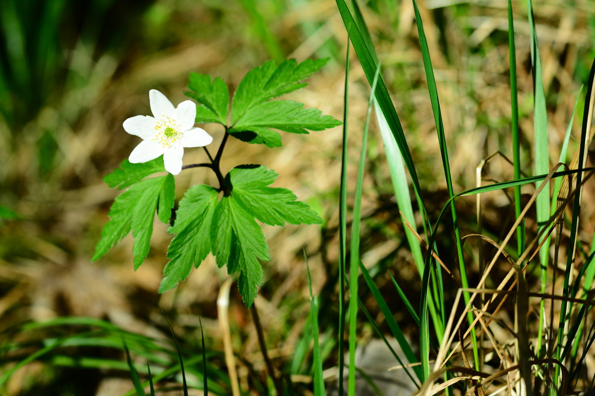 Цветок в лесу - РАМ Стрельцов