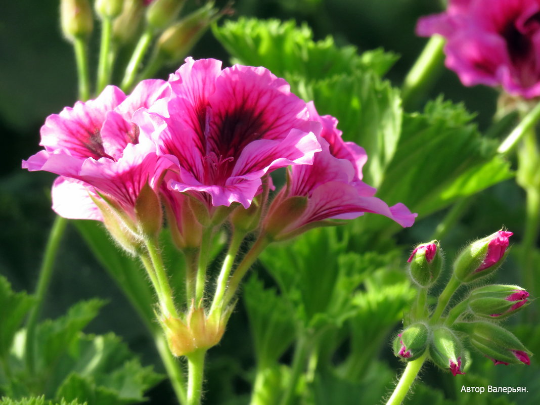 Pelargoniya - Валерьян Запорожченко