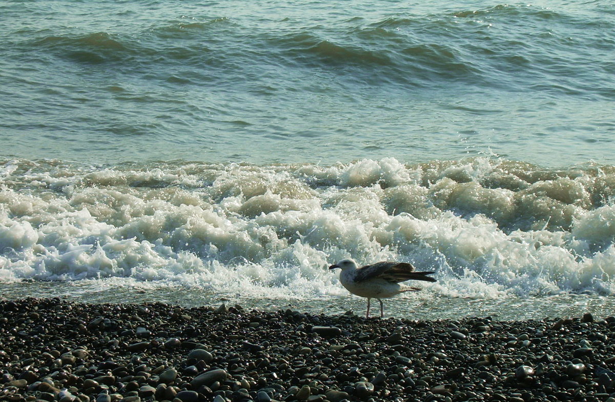 Море, волны, одинокая чайка - Татьяна Р 