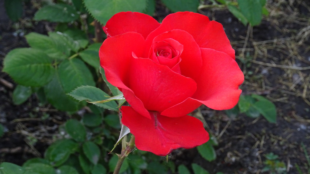 Красная роза - Татьяна Р 