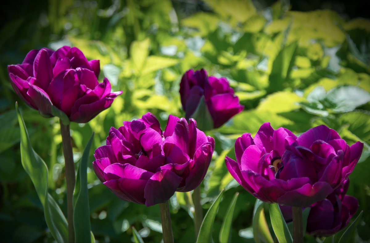 Фиолетовые тюльпаны - lady v.ekaterina