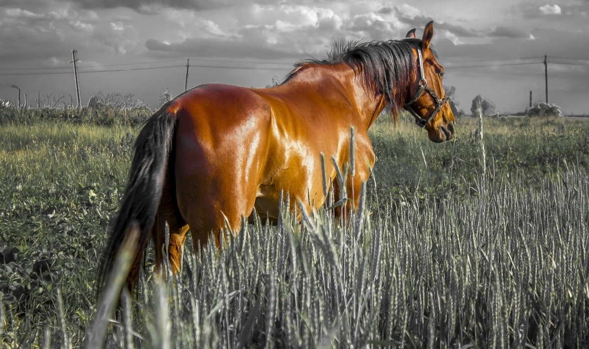 Лошадь — это поэзия в движении - владислав завадич