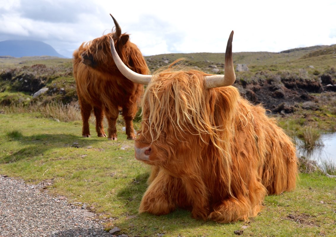 Шотландские высокогорные коровы - Lyudmyla Pokryshen