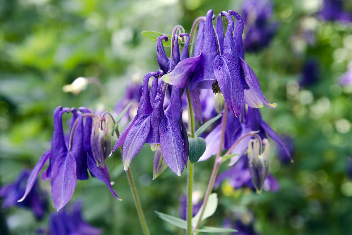 Aquilegia vulgaris - Kliwo 