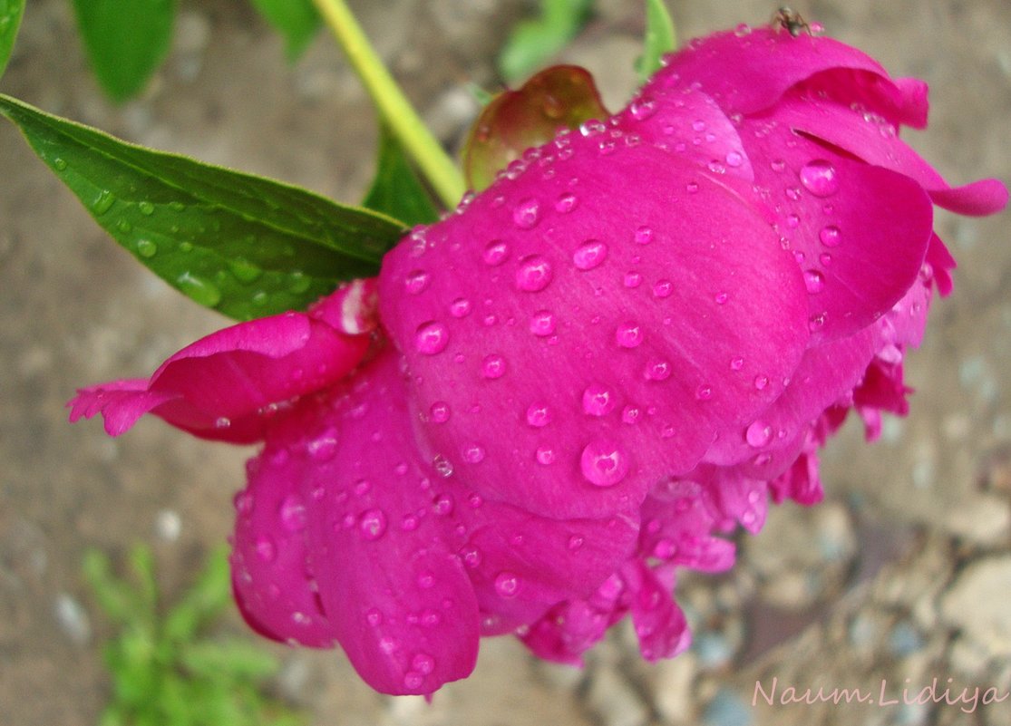 Запахи пионов после дождя - Лидия (naum.lidiya)
