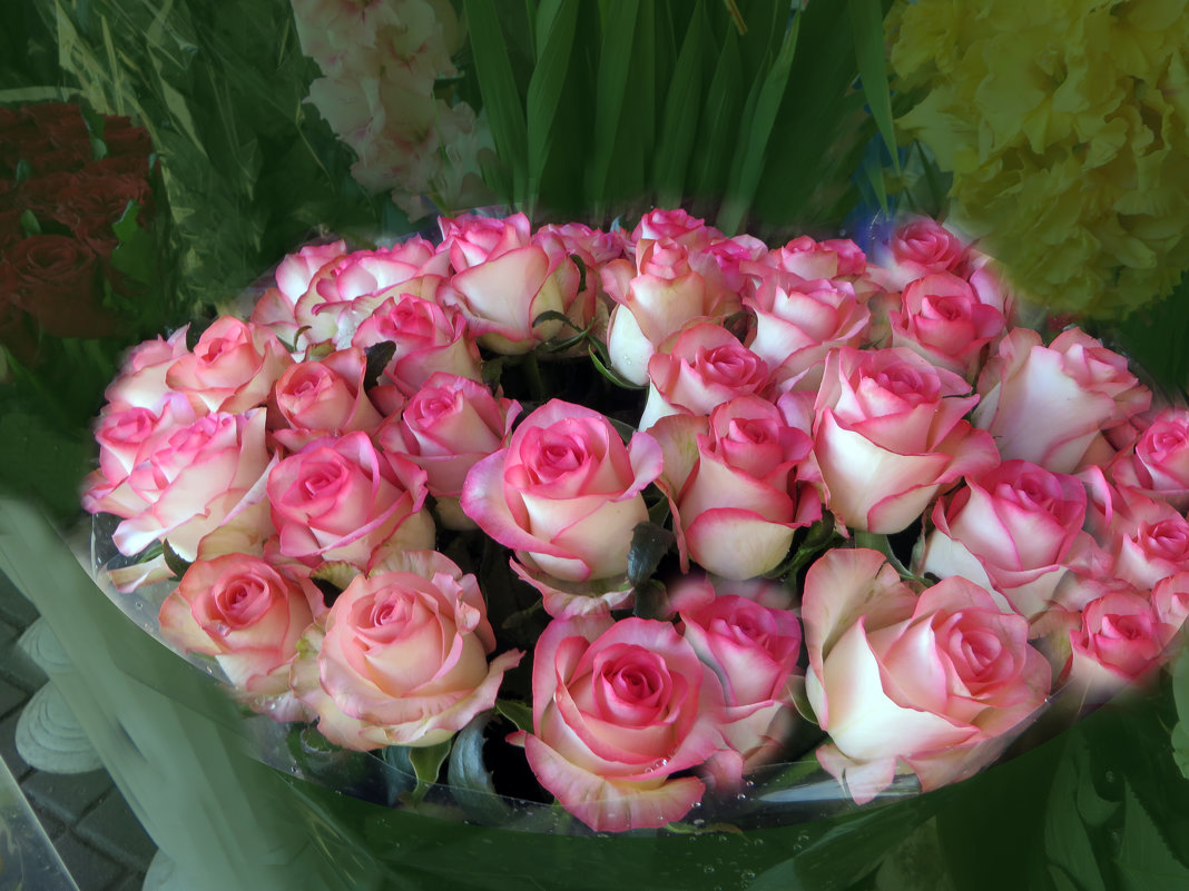 Эти милые розы - Наталья (D.Nat@lia)