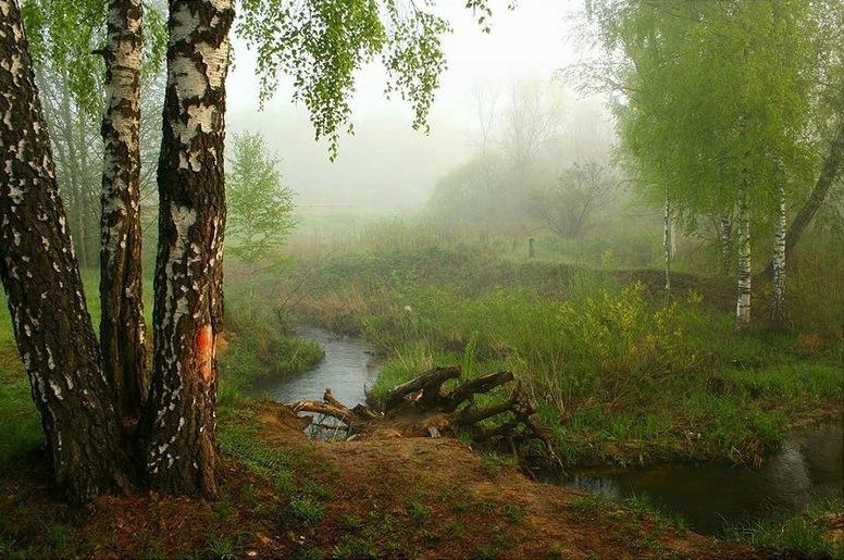 Утро в подмосковном лесу - san05 -  Александр Савицкий
