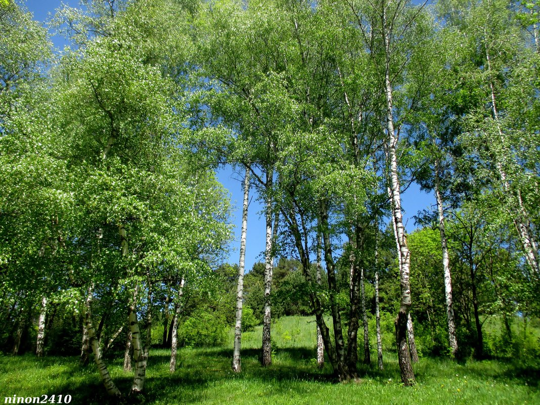 Кисловодск. В курортном парке - Нина Бутко